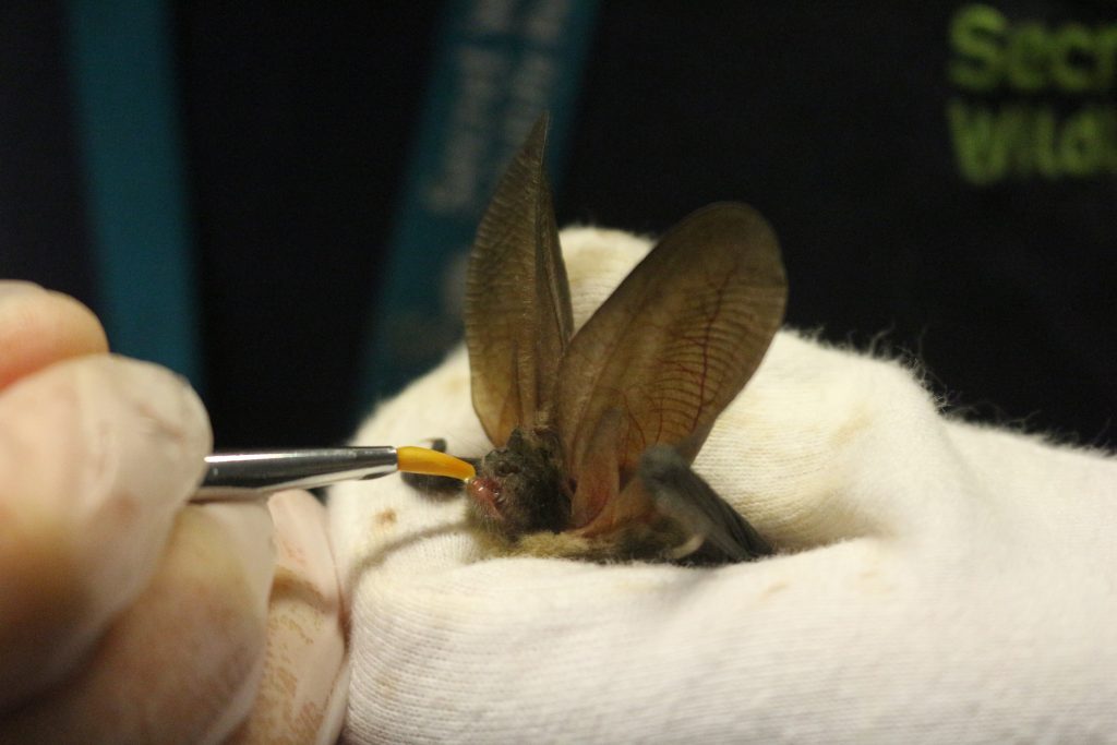 Helpless Bat Lives to Tell The Tale - Shooting Star